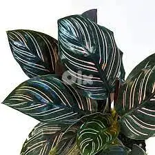 Black Calathea