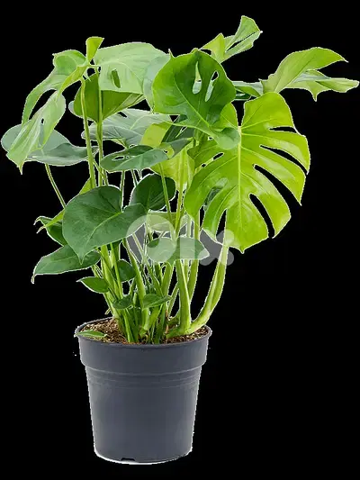 Dutch Monstera