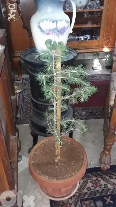 ارزة لبنان