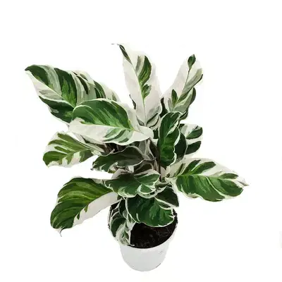 Calathea white fusion