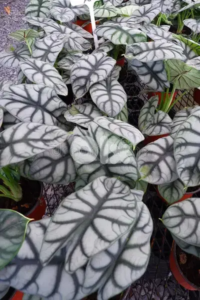 Alocasia silver dragon