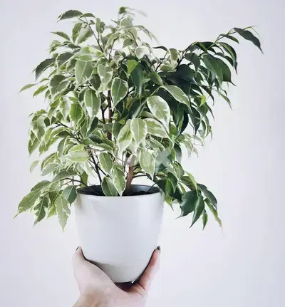 Variegated Ficus benjamina