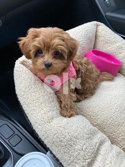 Princess Cavapoo imported