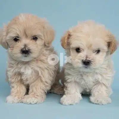 Maltipoo CUTENESS imported Dog Puppy كلاب