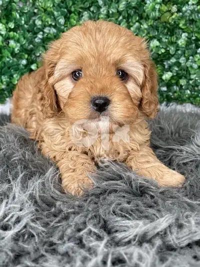 Imported Cavapoo Red gorgeous puppy