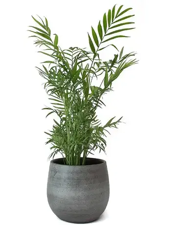 Mexican palm