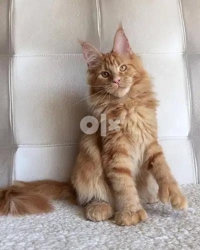 Maine Coon Orange Available