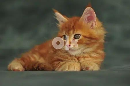 Orange MaineCoon