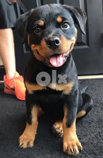 Rottweiler Puppies HighQualityavailable