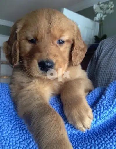 Golden Retriever Red Delivery Available