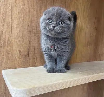 Scottish Fold kitten