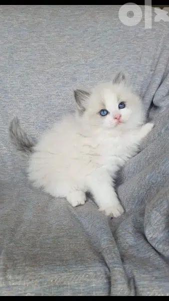 Ragdoll Kitten