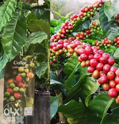 coffee arabica plant شجرة البن