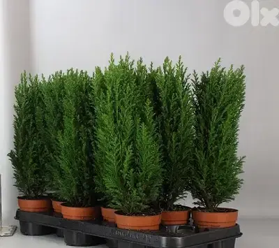 Ellwoodii cypress small trees