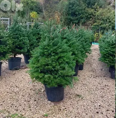 Green ABies Nordmanniana