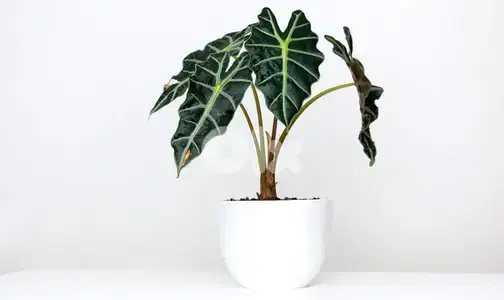 Alocasia polly