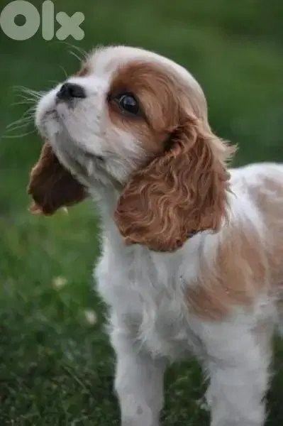 Cavalier king charles Puppies (dog كلاب)