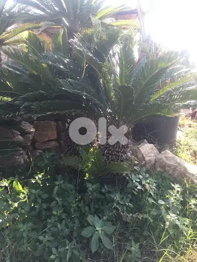 سيكا cyca