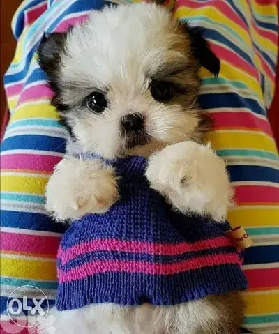 Baby Shih Tzu puppy / dog كلاب
