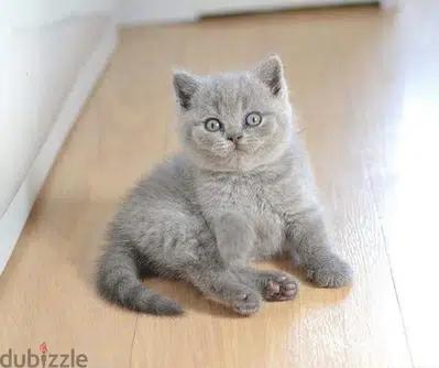 Lilac British Shorthair Kitten قط بريتيش