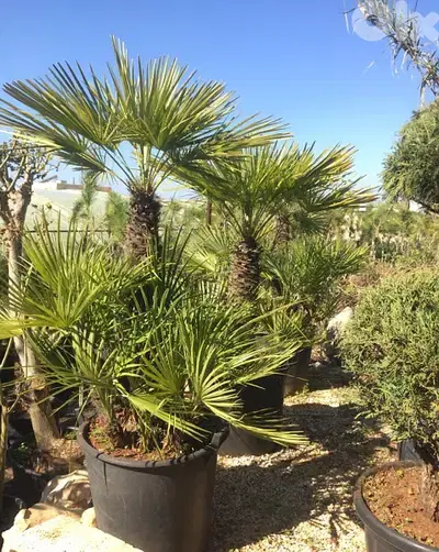 chamaerops humilis كاميروبس