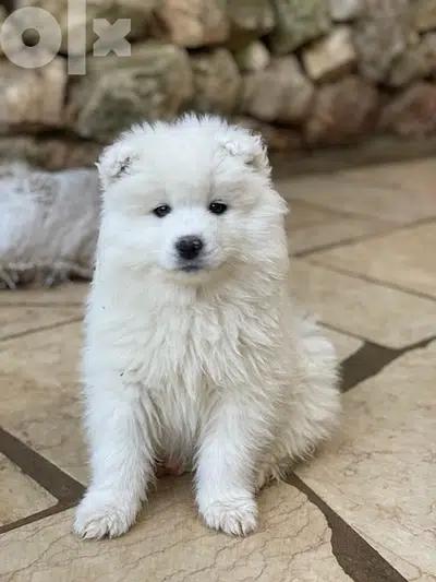 55 days old pure samoyed puppies for reservation