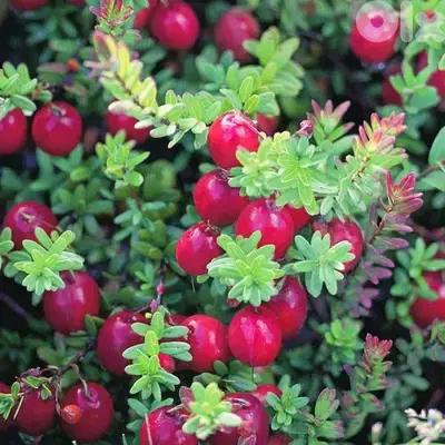 American cranberry