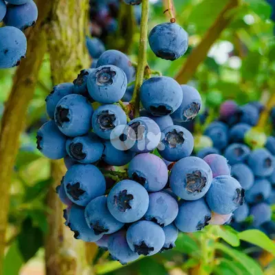 spanish blueberry plants شتول بلوبيري إسبانية