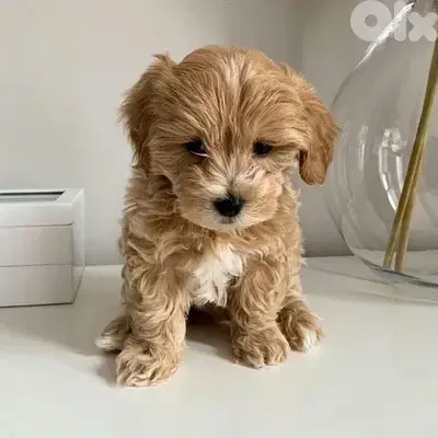 Imported Maltipoo goldish