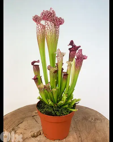 Pitcher carnivorous plant