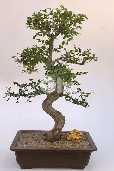 Chinese ulmus bonsai