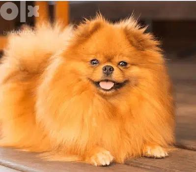 pomeranian little baby