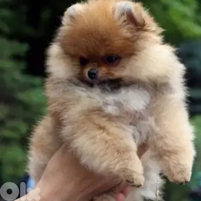 Pomeranian Puppies] dog كلاب