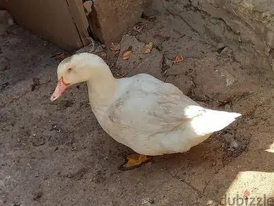 انت مشغول او بدك تسافر وعندك حيونات الحل عنا