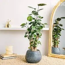 Polyscias/ aralia