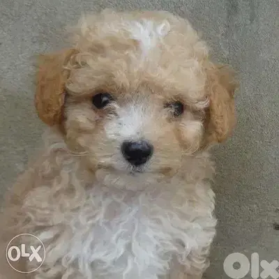 Mini Goldendoodle puppy imported