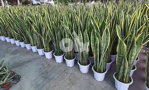 Snake plant/ sanseveria