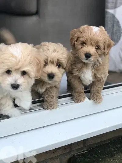 Imported Maltipoo Gold SMALL
