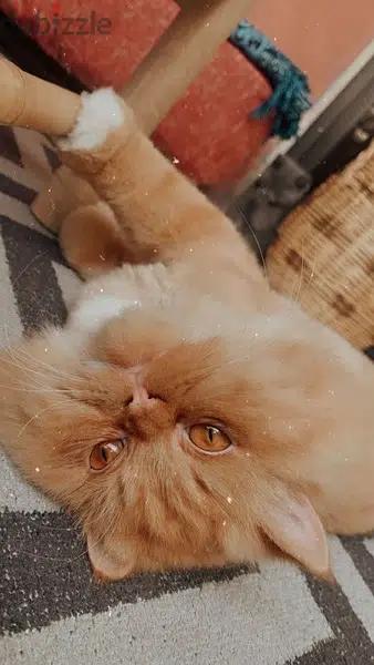 Persian cat