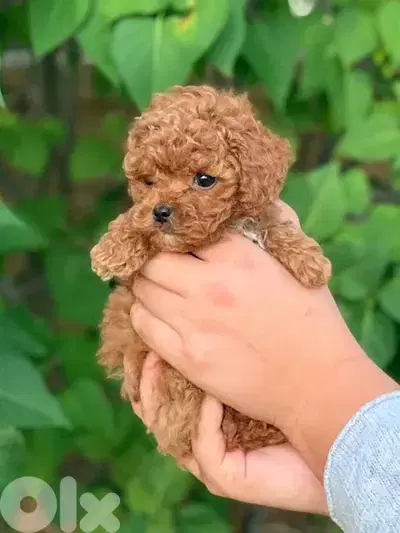toy poodle imported puppy