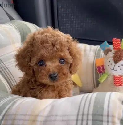 Toy Poodle LOVE imported
