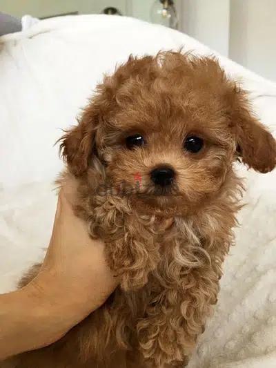Toy Poodle Imported