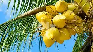 Coconut tree  أشجار جوز الهند
