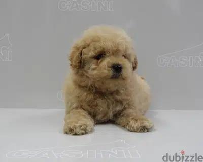 toy Poodle Apricot Imported