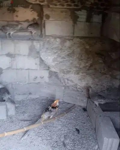 فوزون غولدن احمر و اصفر /غينيا بيغ/كوشامو/براكل بلجيكي/