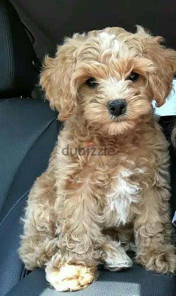 Mini Goldendoodle Cutenesss