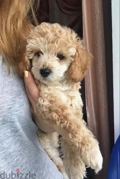 Labradoodle Imported Mini