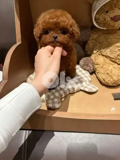 Stunning Poodle Puppies Available/dog/كلاب/Delivery Stunning Poodle Puppies Available/dog/كلاب/Delivery