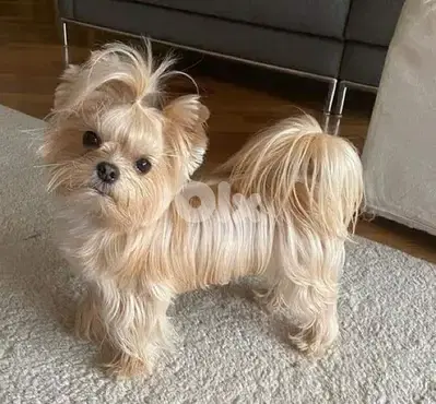 Teacup Yorkshire Terrier full gold color AVAILABLE Teacup Yorkshire Terrier full gold color AVAILABLE