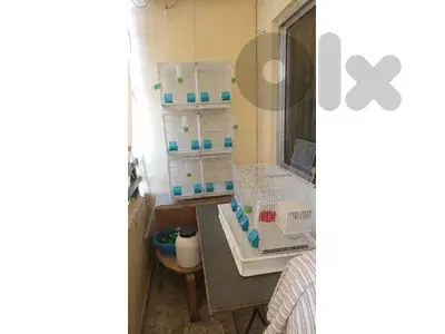 قفاص جواز عدد ٥ للبيع حالة ممتازة شبه جداد قفاص جواز عدد ٥ للبيع حالة ممتازة شبه جداد